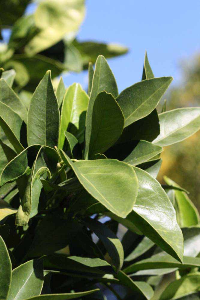            Sun leaves (Riverside, CA)   